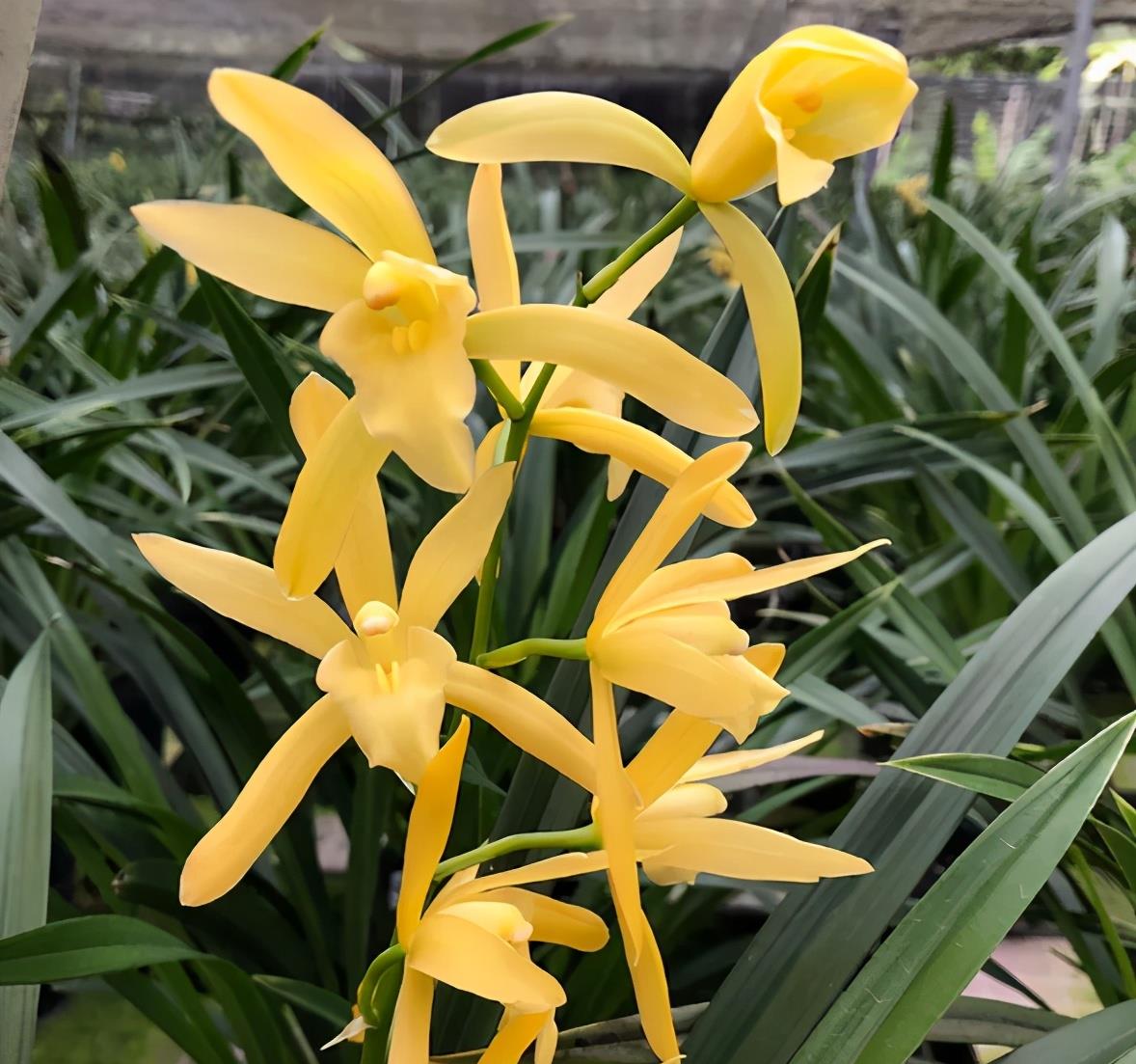 它就是市面上最受欢迎的——黄金小神童兰花,黄金小神童兰花的花色是