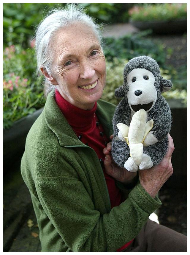 近日,苏塞克斯夫妇的好朋友――简·古道尔博士接受了英国《广播时报