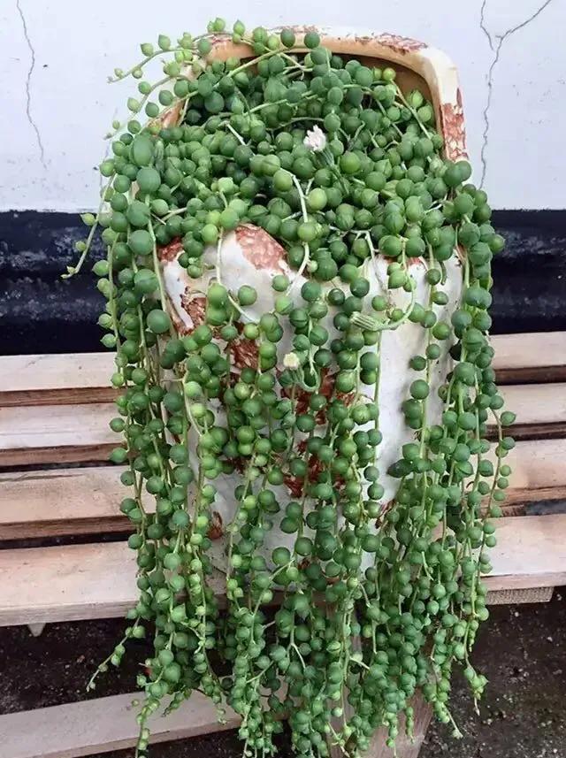 如何养才能把佛珠养得圆润爆盆