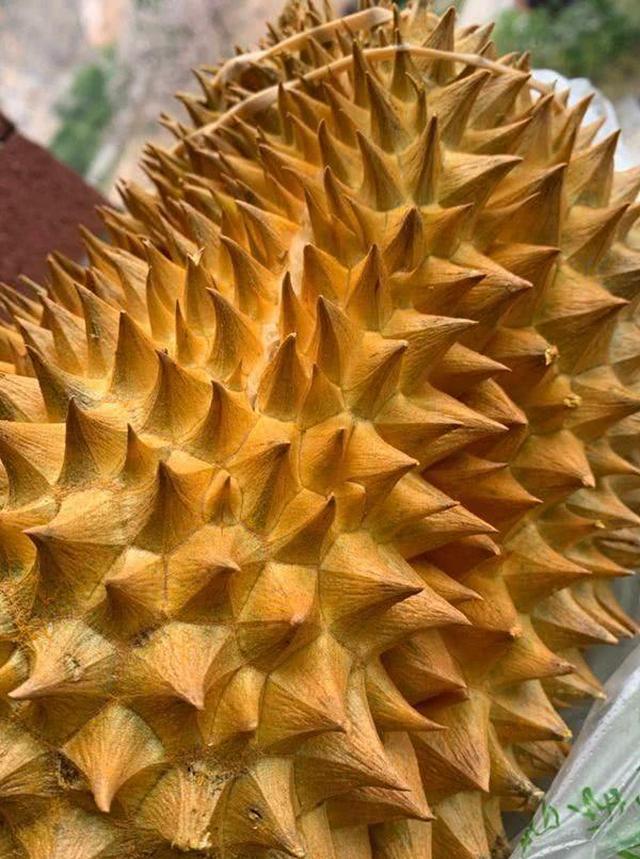 榴莲就要买"母"的,认准老果农教的几招,不然一天工资就白花!