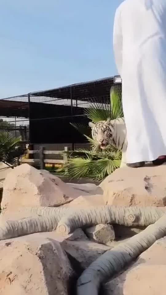 迪拜的富豪东北虎当宠物养就不怕兽性大发