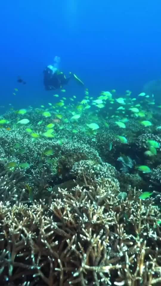 都在想着潜水吧听一听海底的声音