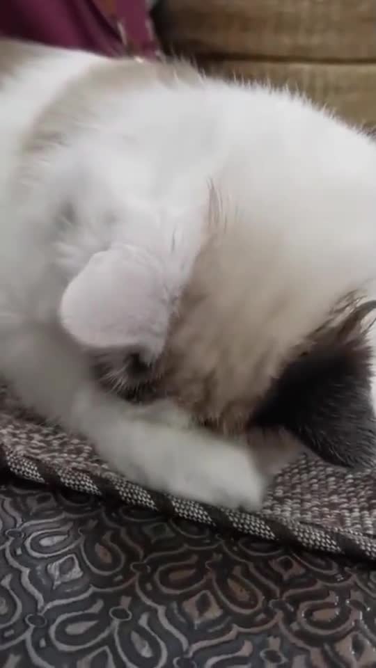 睡着睡着，沾了一嘴胸毛是什么样的体验猫说睡就睡_手机新浪网