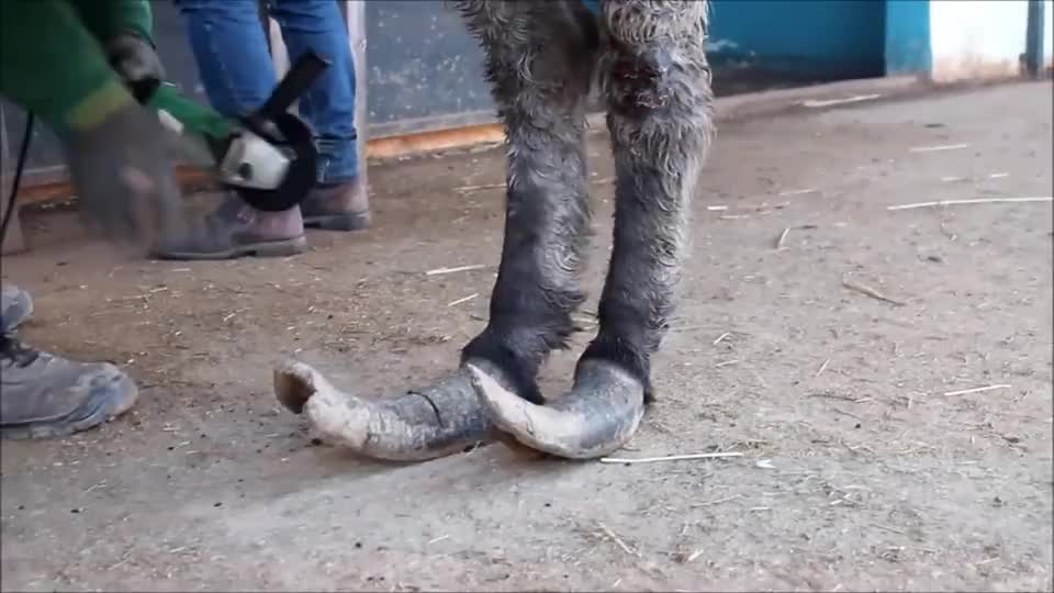 第一次见识大爷给驴修脚,剪脚趾甲,那一刀下去有点吓人