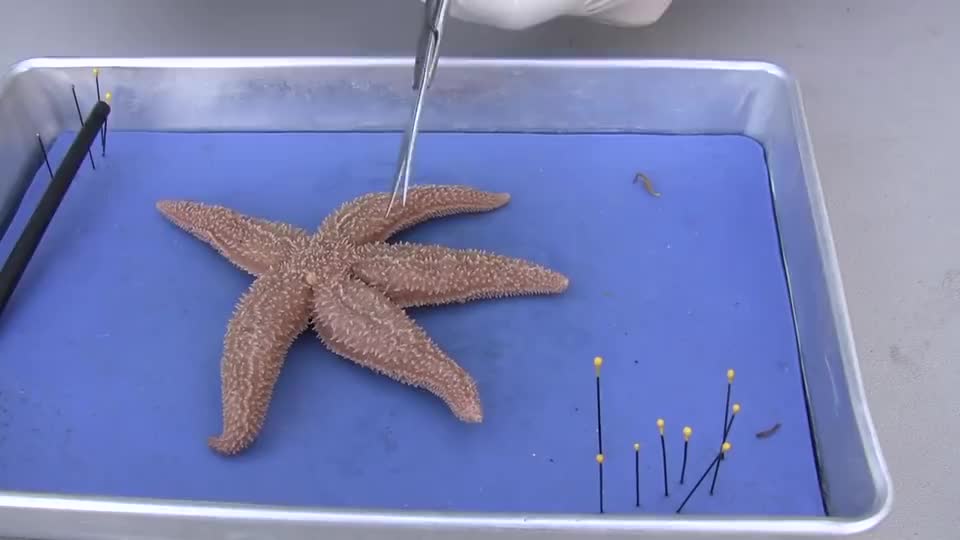 海星的再生能力真有那么强大?切开一只看看,会不会重新长出来