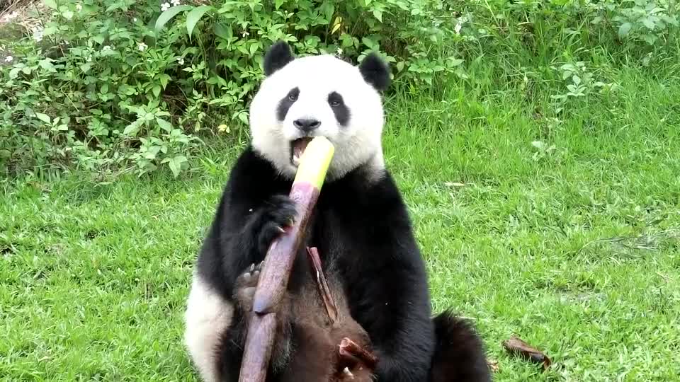 大熊猫捡到一根超大的竹笋,开心得抱起来就啃,这也太香了吧