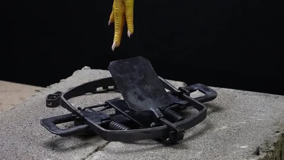 捕兽夹的威力到底有多大?老外用鸡爪测试,场面触目惊心