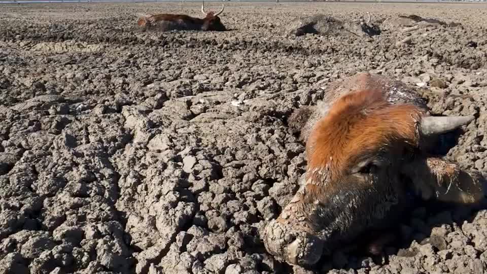数百头野牛陷入沼泽,秃鹫悠闲等在一旁,无人机拍下绝望一幕!