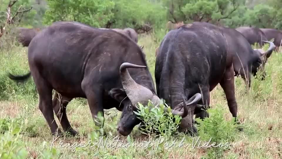 成年的水牛切磋打架,看谁脑袋上的角更具战斗力