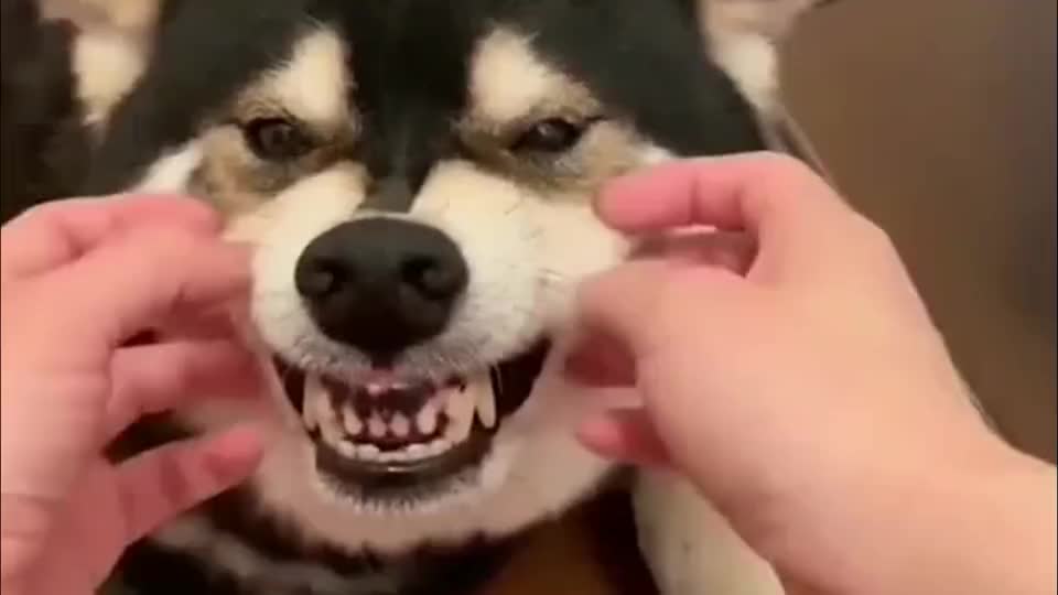 主人捏二哈的脸,二哈呲牙咧嘴的,咱的想咬人啊|哈士奇_新浪新闻