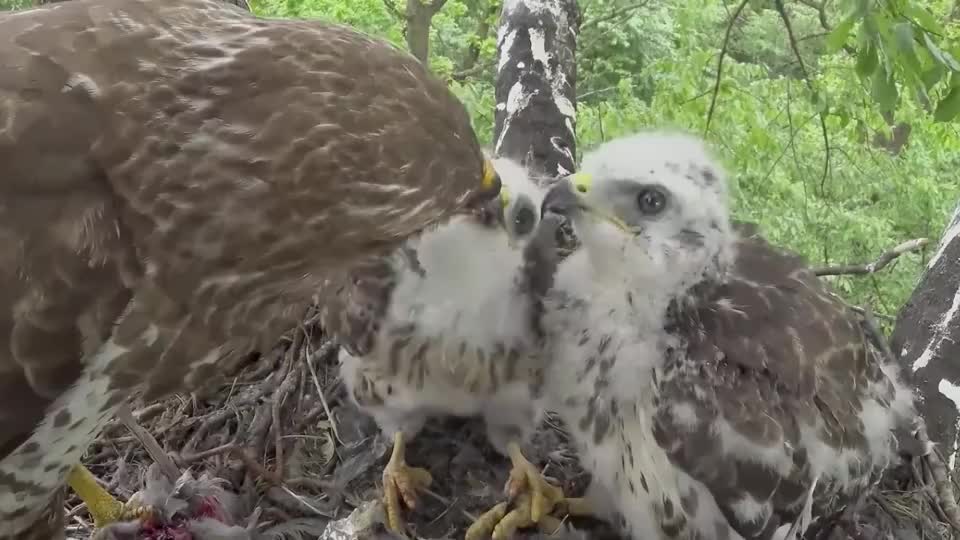 同时养育两只小鹰,鹰妈耐心给它们分食
