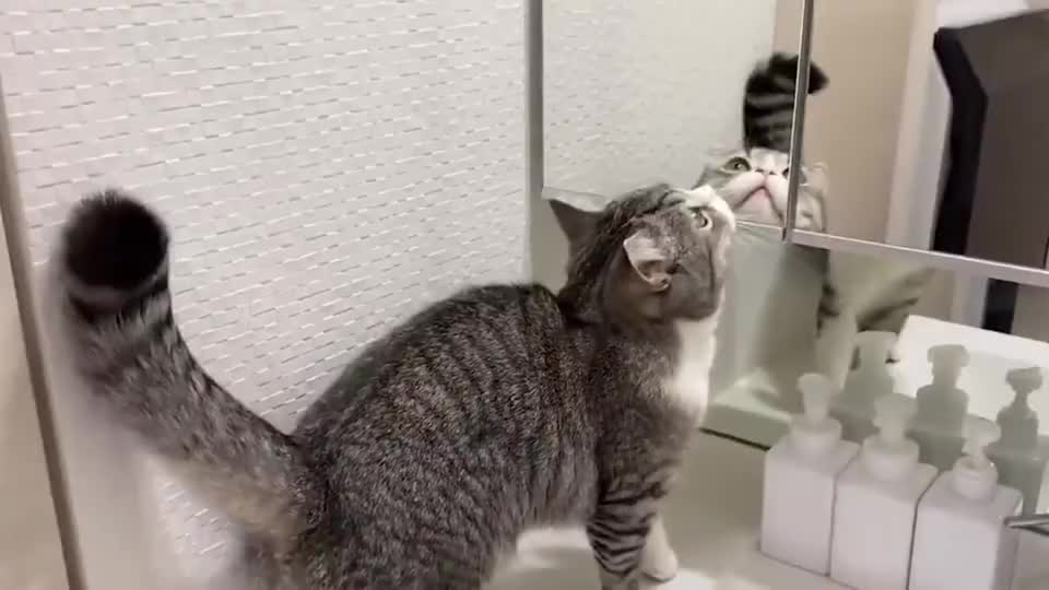 猫咪照镜子搞笑的一幕发生了差点笑出眼泪