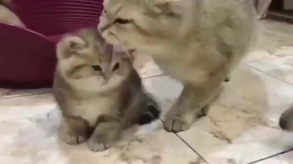 狸花猫 老妈快别舔了 都要被你舔脱毛了 狸花猫 新浪新闻 狸花猫 老妈快别舔了 都要被你舔脱毛了 狸花猫 新浪新闻