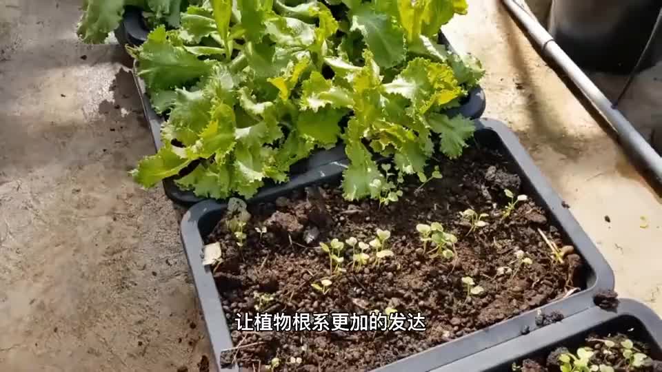 家庭种菜用厨余发酵自制肥料给蔬菜使用前后对比效果明显