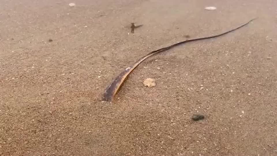 赶海发现尾巴很长的魔鬼鱼,这种罕见生物可遇不可求!