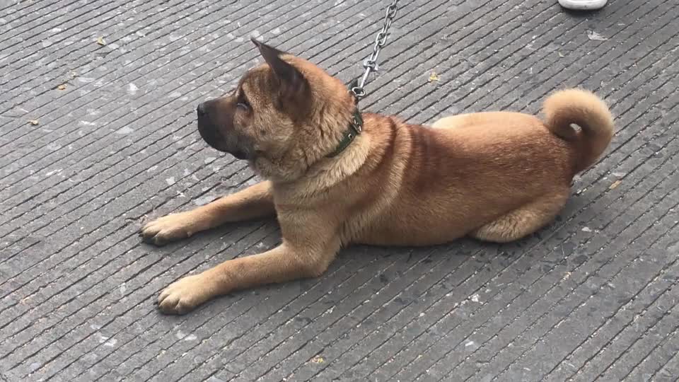 尾巴定性格好狗看尾巴一点也不惧怕任何狗的土狗