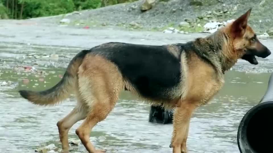 德牧和昆明犬混血的狗狗就是身体棒啊,这腿的力量很足啊.