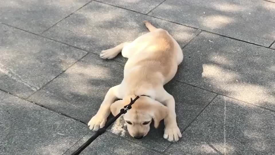 面对耍赖不走的拉布拉多,这招非常有用