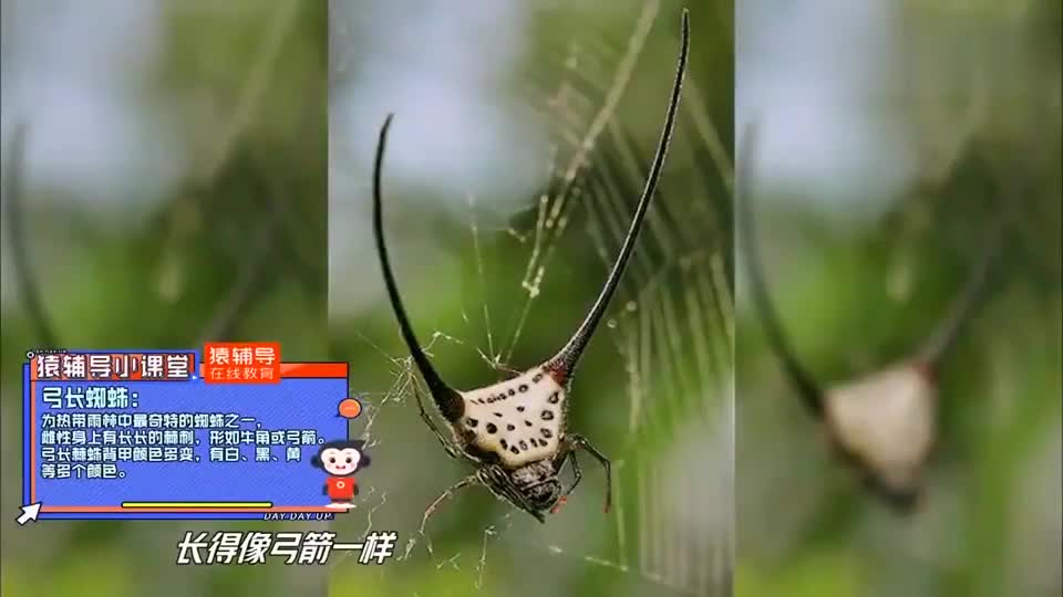 王鸥第一次徒手抓蜘蛛开心到炸,王一博被吓躲得远远的