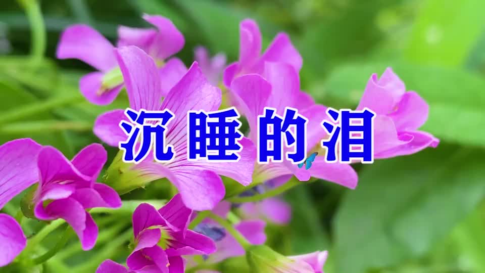 一首超好听的情歌沉睡的泪忧伤的歌声听哭了多少人