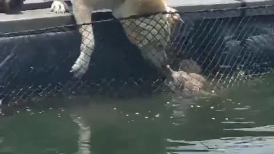 小奶狗玩耍掉进鱼塘中，中华田园犬拼尽全力去救它