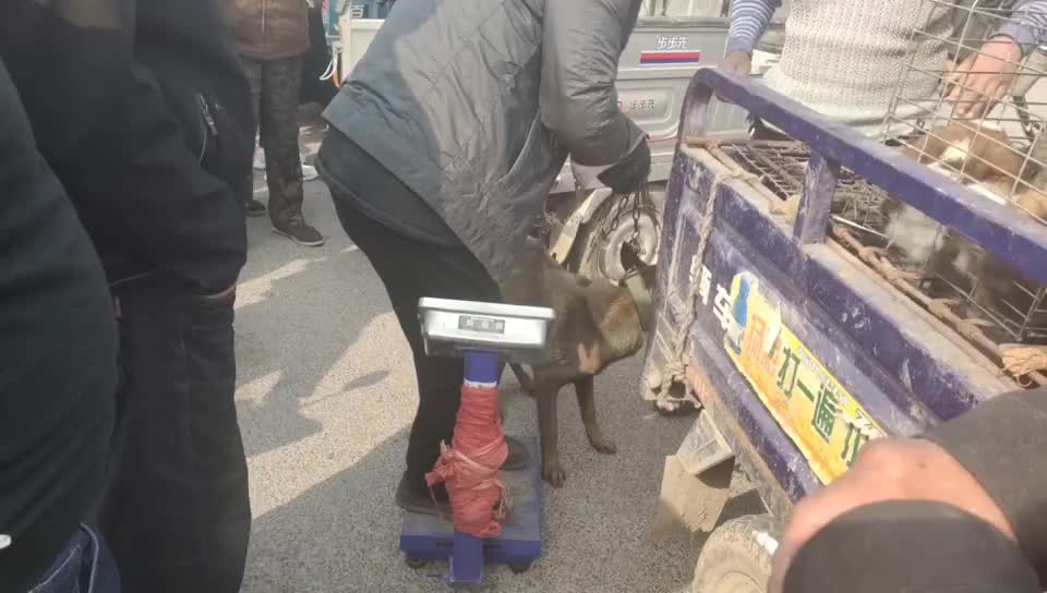 格子哥夹狗技术还不减当年对付30斤土狗铁夹使用毫不费力