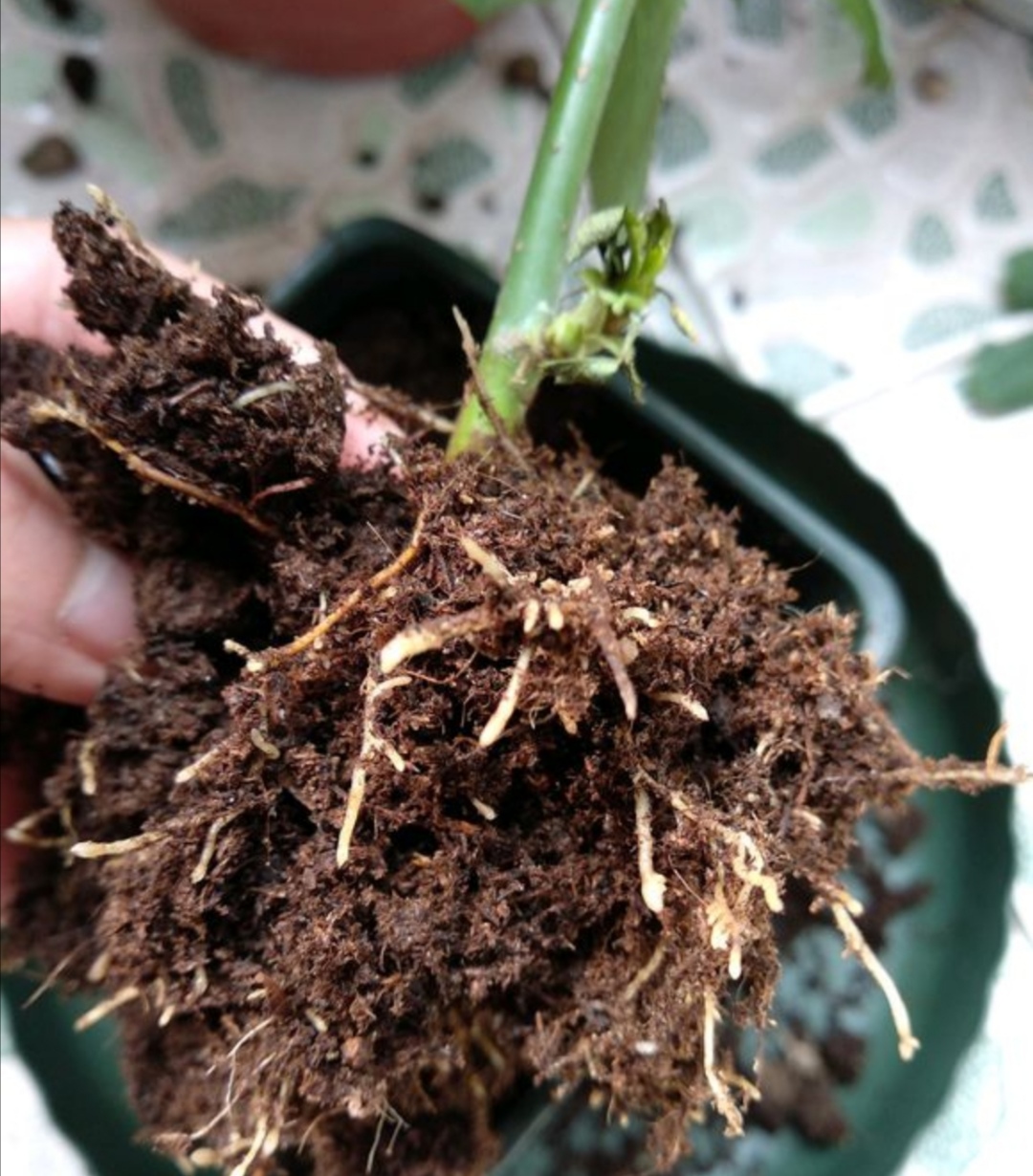 月季冬天也能扦插,只要做好这几个关键点,很快就能生根长新芽