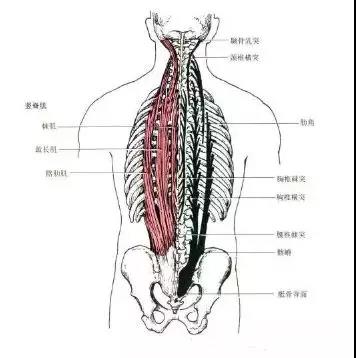 菱形肌竖脊肌图片