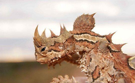 名车标志识别图片