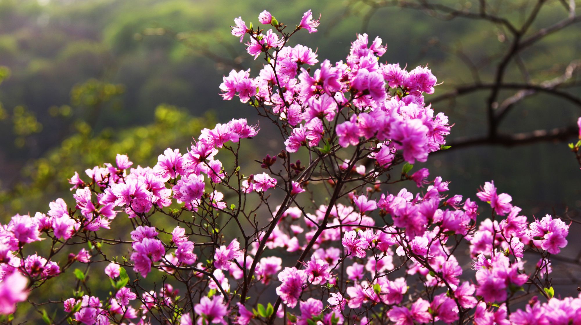 金达莱,即朝鲜语""的音译,它是朝鲜的国花,朝鲜民族将金达莱看成是