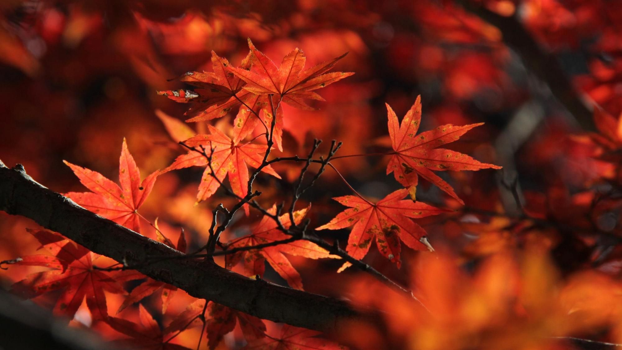 安徽鹞落坪的秋天,景色秀丽多姿,是游客秋天出游最佳选择