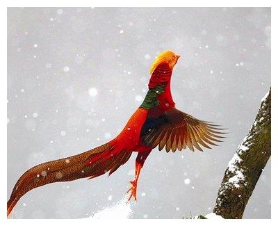 山西发现2只金雉误以为凤凰养了4年到发现时已达到40只