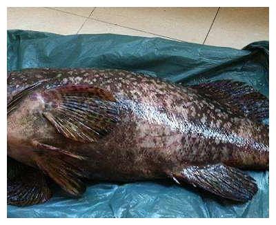 古法蒸石斑鱼的做法