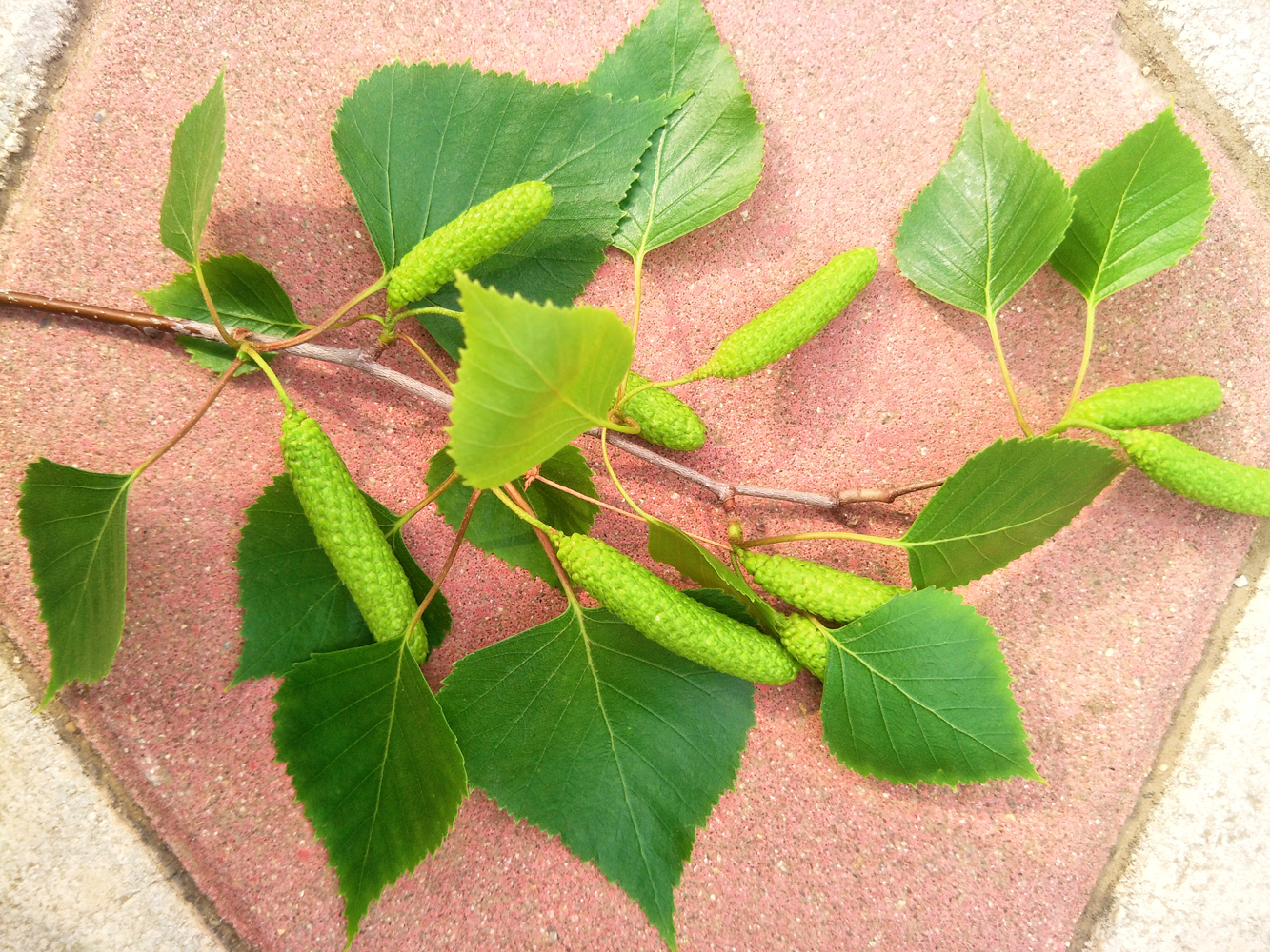 白桦树种子原创拍摄