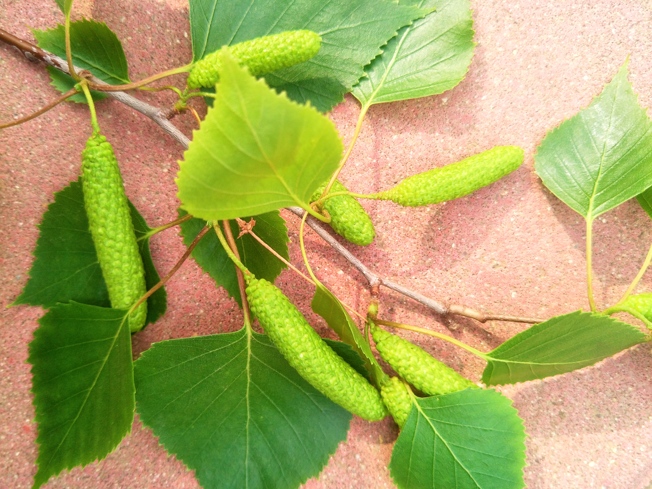 白桦树种子原创拍摄