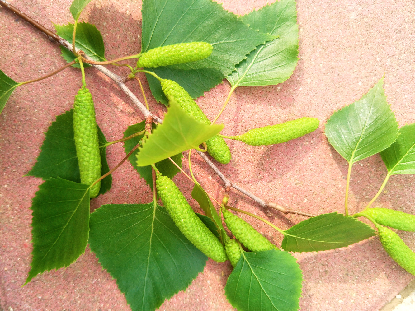 白桦树种子原创拍摄