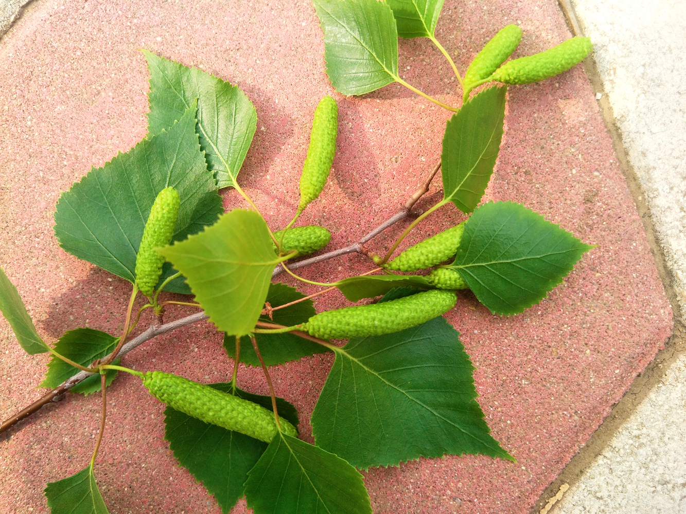 白桦树种子原创拍摄