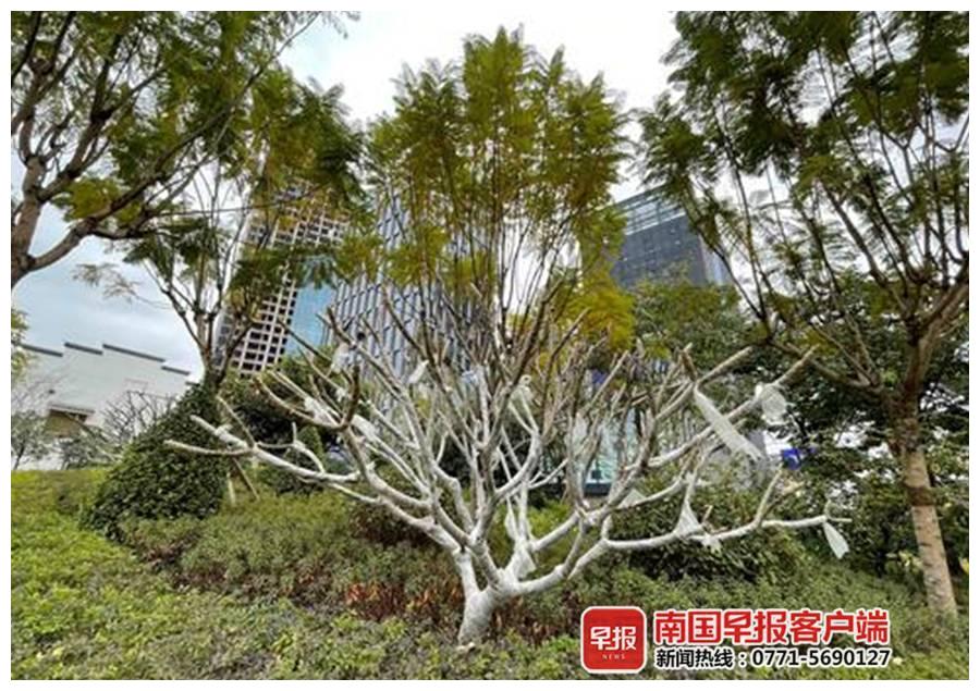 寒冷天气 南宁这些植物也穿上了厚衣服 财经头条 寒冷天气 南宁这些植物也穿上了厚衣服 财经头条