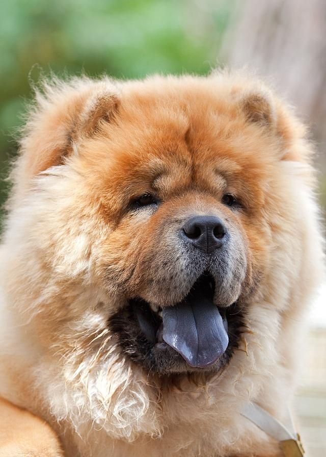 松狮犬头部是怎样的?有什么缺陷?一起来了解一下吧!