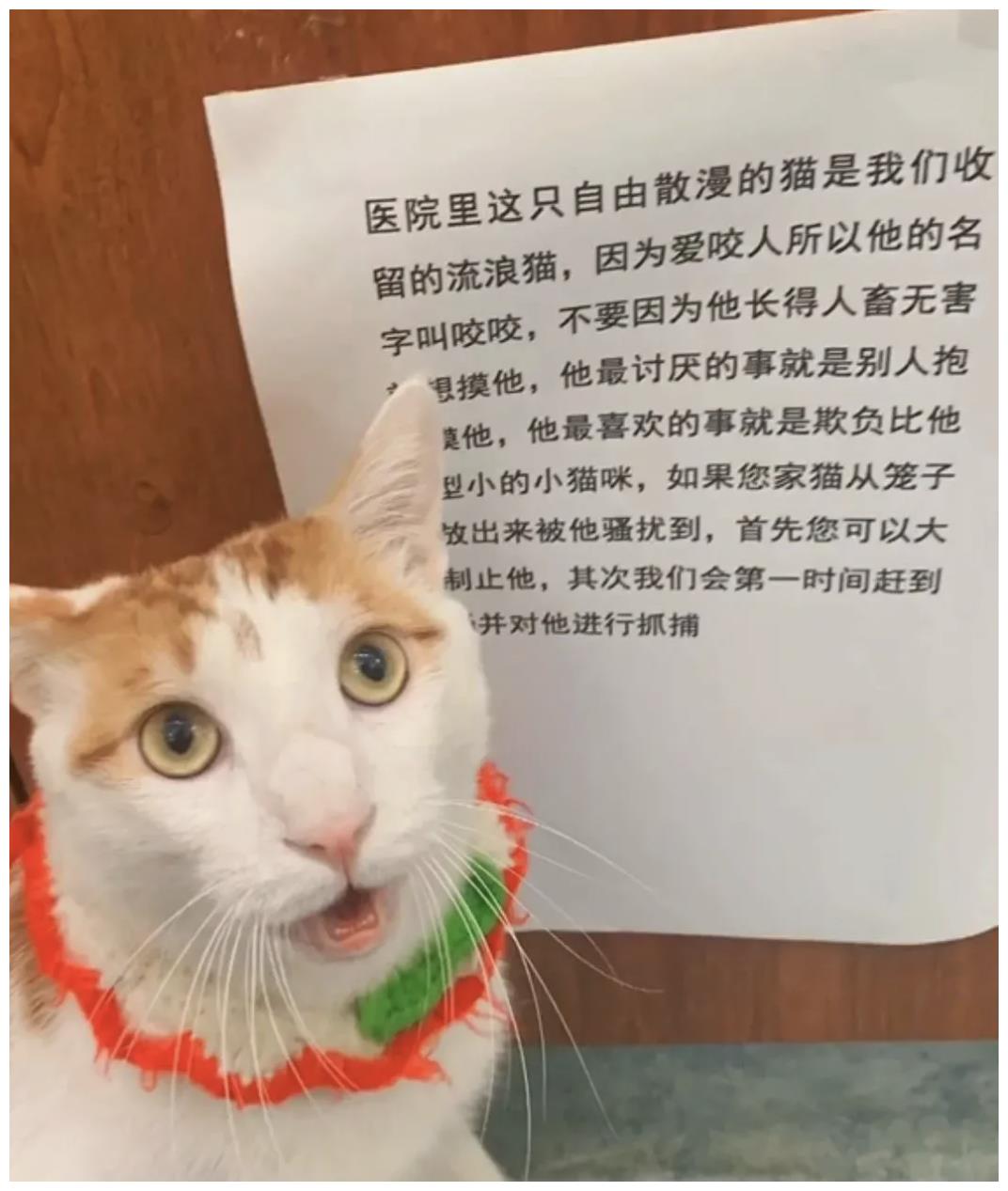 被强制绝育的橘猫，从此赖在了医院，还混成了副院长休闲区蓝鸢梦想 - Www.slyday.coM