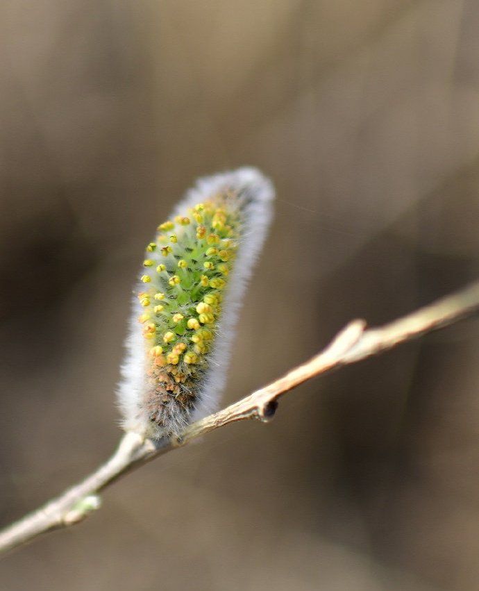 哈尔滨的银柳已冒出银芽,这座城市的春天才刚刚开始!