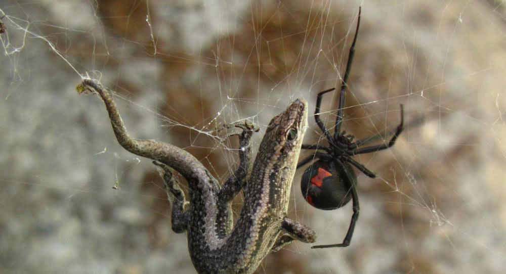 动物界大佬也有害怕的时刻,蛇被一群鸡包围,猎豹在野猪面前认怂