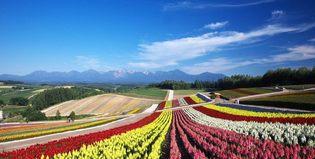日本美瑛町超治愈花田 美轮美奂的乡野风景 租辆自行车畅游其中 日本美瑛町超治愈花田 美轮美奂的乡野风景 租辆自行车畅游其中