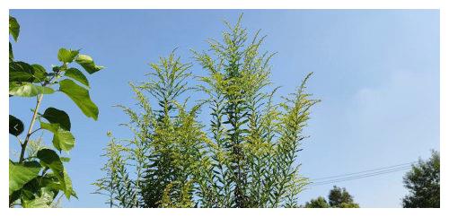 外来入侵有害植物<a href=