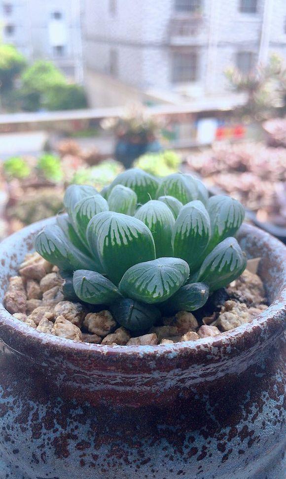 花盆的种类这么多 作为一个新手 养多肉怎么选 给你几点建议 高清图集 新浪网