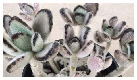 多肉植物熊童子与黑兔耳 为什么大家喜欢熊童子 来看一看分析吧 童子 兔耳 多肉植物 新浪新闻