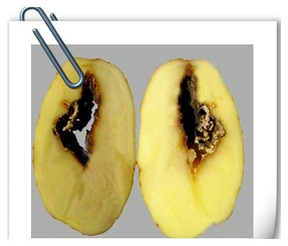 马铃薯大丰收,原来是这些病害防治的好!丰产就是这样简单!休闲区蓝鸢梦想 - Www.slyday.coM 马铃薯大丰收,原来是这些病害防治的好!丰产就是这样简单!休闲区蓝鸢梦想 - Www.slyday.coM