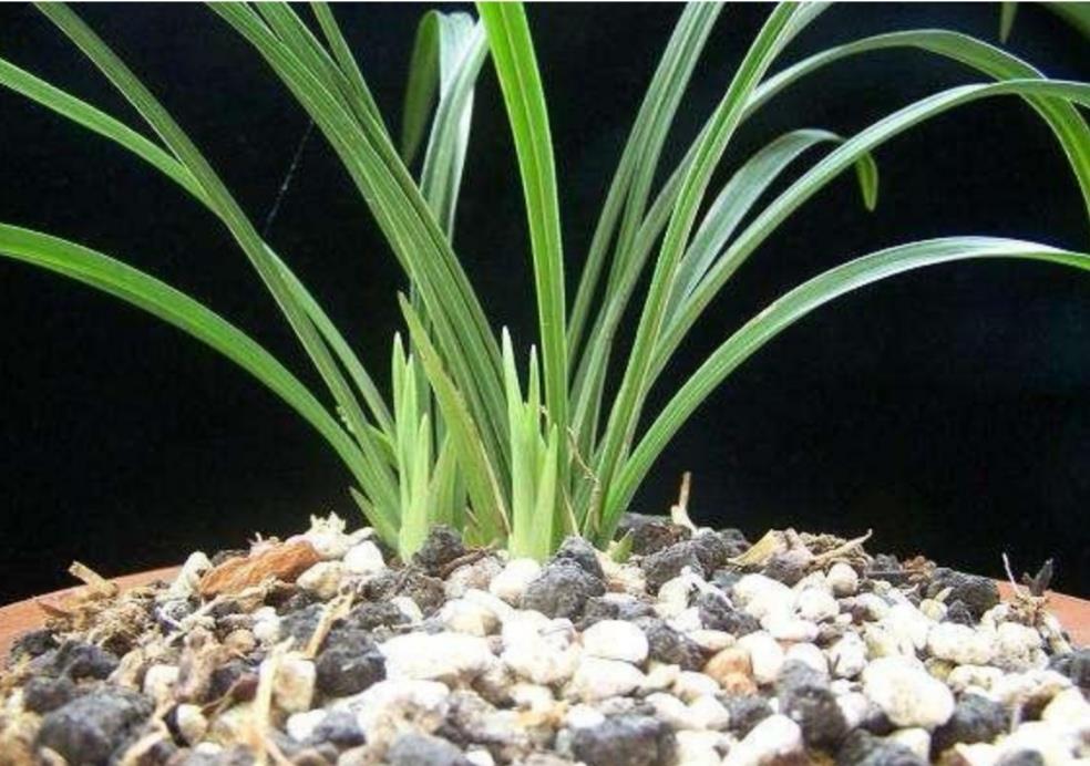 兰花为何发苗这么多,原来"巧妙"在这里