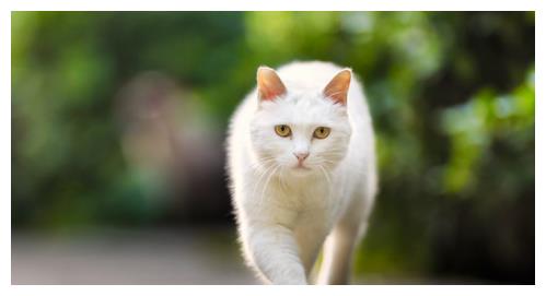 猫会患有唐氏综合症吗 著名唐氏综合症猫竟拍过电影 唐氏 综合症 猫 新浪新闻