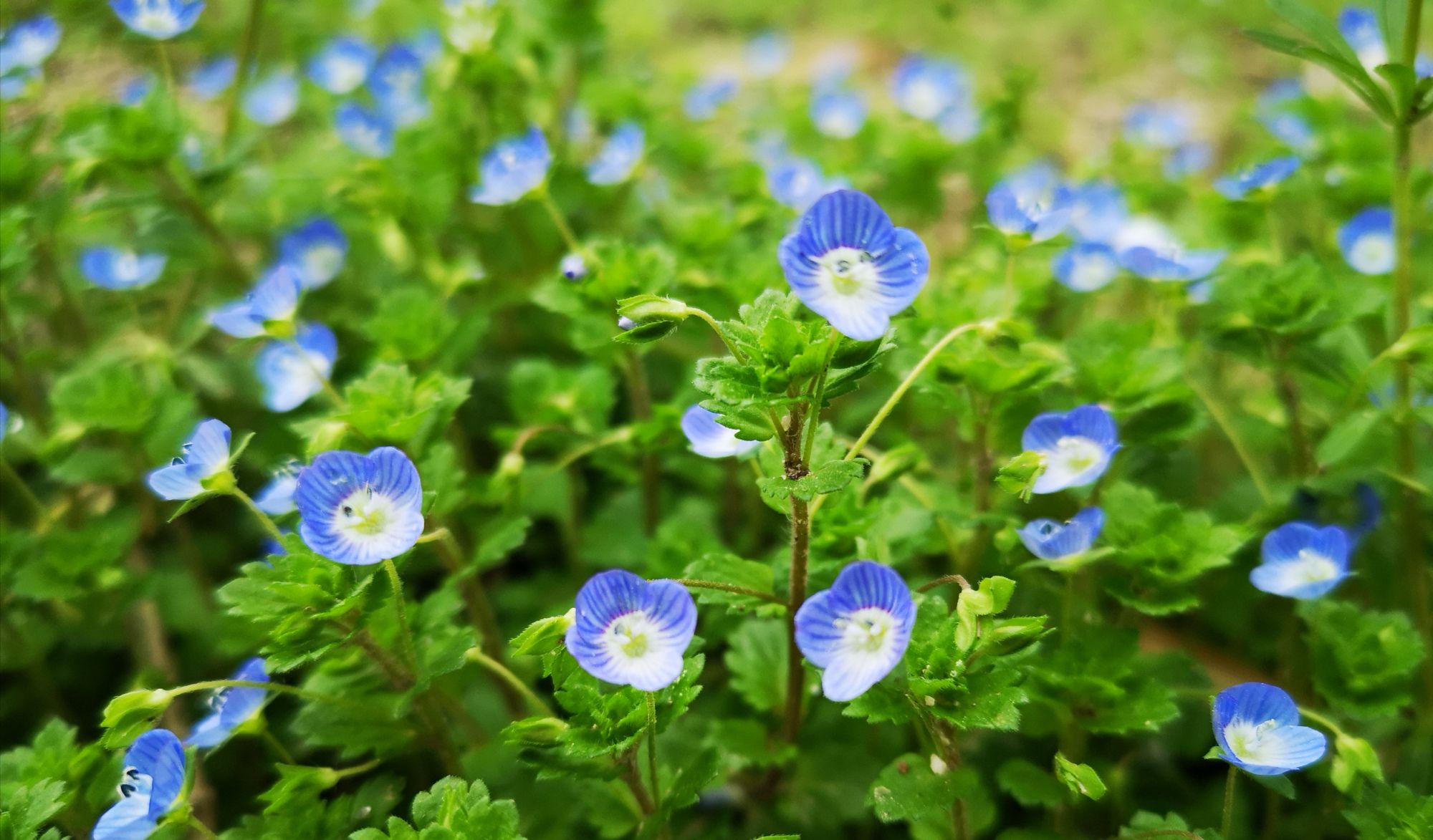 盛开的蓝色小野花,美图欣赏